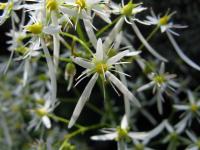 Saxifrage de Fortune