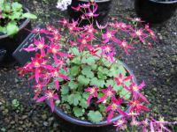 Saxifrage de Fortune