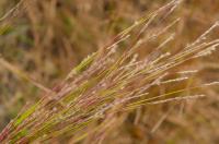 Andropogon