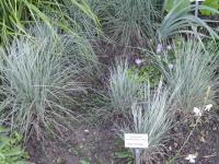 Andropogon