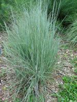 Andropogon