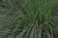 Andropogon
