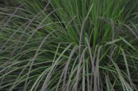 Andropogon