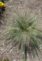 Andropogon