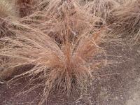 Andropogon