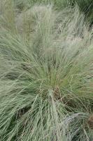 Andropogon