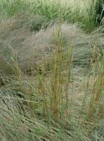 Andropogon