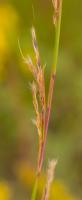 Andropogon