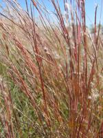 Andropogon