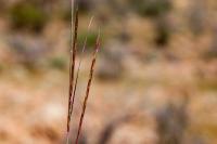 Andropogon
