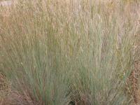 Andropogon