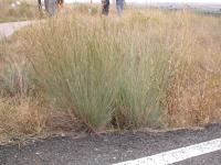 Andropogon