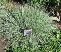 Andropogon