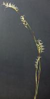 Andropogon