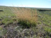 Andropogon