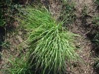 Andropogon