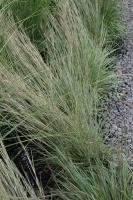 Andropogon