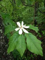 Magnolia à grandes feuilles