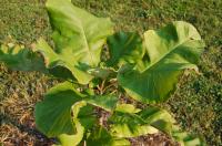 Magnolia à grandes feuilles