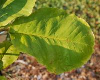 Magnolia à grandes feuilles