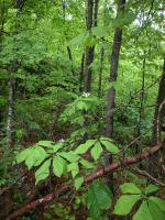 Magnolia à grandes feuilles
