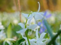 Scille de Sibérie