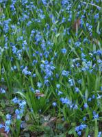 Scille de Sibérie