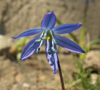 Scille de Sibérie