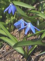 Scille de Sibérie