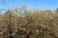 Chèvrefeuille pourpre