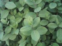 Chèvrefeuille pourpre