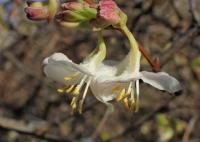 Chèvrefeuille pourpre