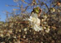 Chèvrefeuille pourpre