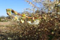 Chèvrefeuille pourpre