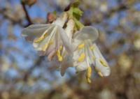 Chèvrefeuille pourpre