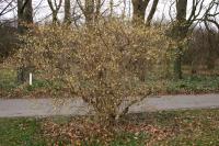 Chèvrefeuille pourpre