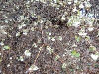 Chèvrefeuille pourpre