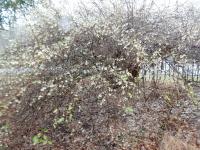 Chèvrefeuille pourpre