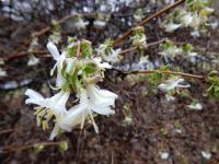 Chèvrefeuille pourpre