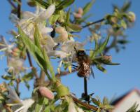 Chèvrefeuille pourpre