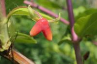 Chèvrefeuille pourpre