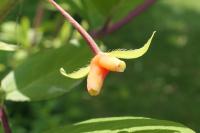 Chèvrefeuille pourpre