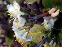 Chèvrefeuille pourpre