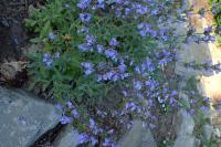 Sauge à feuilles de lavande