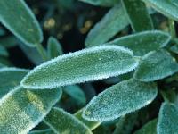 Sauge à feuilles de lavande