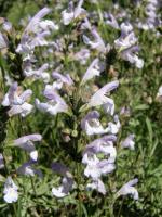 Sauge à feuilles de lavande