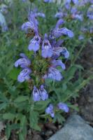 Sauge à feuilles de lavande