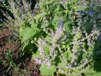 Sauge à feuilles de lavande