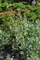 Sauge à feuilles de lavande