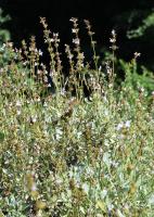 Sauge à feuilles de lavande